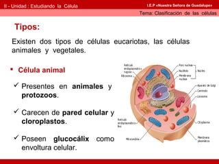 II - Unidad : Estudiando la Célula         I.E.P «Nuestra Señora de Guadalupe»

                                        Tema: Clasificación de las células


    Tipos:
   Existen dos tipos de células eucariotas, las células
   animales y vegetales.

   Célula animal

     Presentes en animales y
      protozoos.

     Carecen de pared celular y
      cloroplastos.

     Poseen glucocálix como
      envoltura celular.
 