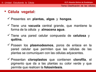 II - Unidad : Estudiando la Célula       I.E.P «Nuestra Señora de Guadalupe»

                                      Tema: Clasificación de las células

   Célula vegetal:
      Presentes en plantas, algas y hongos.

      Tiene una vacuola central grande, que mantiene la
       forma de la célula y almacena agua.
      Tiene una pared celular compuesta de celulosa y
       quitina.
      Poseen los plasmodesmos, poros de enlace en la
       pared celular que permiten que las células de las
       plantas se comuniquen con las células adyacentes.
      Presentan cloroplastos que contienen clorofila, el
       pigmento que da a las plantas su color verde y que
       permite que realicen la fotosíntesis.
 