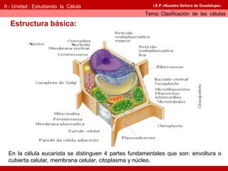II - Unidad : Estudiando la Célula                     I.E.P «Nuestra Señora de Guadalupe»

                                                    Tema: Clasificación de las células

  Estructura básica:




 En la célula eucariota se distinguen 4 partes fundamentales que son: envoltura o
 cubierta celular, membrana celular, citoplasma y núcleo.
 