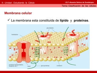 II - Unidad : Estudiando la Célula         I.E.P «Nuestra Señora de Guadalupe»

                                        Tema: Clasificación de las células


  Membrana celular

      La membrana esta constituida de lípido y proteínas.
 