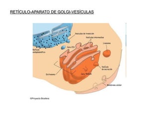 ©Proyecto Biosfera
RETÍCULO-APARATO DE GOLGI-VESÍCULAS
 