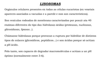 LISOSOMAS
Orgánulos celulares presentes en todas as células eucariotas (en vexetais
aparecen asociados a vacuolas e a parede e non son característicos).
Son vesículas rodeadas de membrana caracterizadas por posuír ata 40
enzimas diferentes do tipo das hidrolasas ácidas (proteasas, nucleasas,
glicosidasas, lipasas...).
Chámanse hidrolasas porque provocan a ruptura por hidrólise de distintos
tipos de enlaces (glicosídicos, peptídicos...) e son ácidas porque só actúan
a pH ácido.
Polo tanto, son capaces de degradar macromoléculas e actúan a un pH
óptimo (normalmente entre 3-6).
 