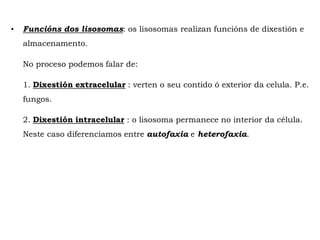 • Funcións dos lisosomas: os lisosomas realizan funcións de dixestión e
almacenamento.
No proceso podemos falar de:
1. Dixestión extracelular : verten o seu contido ó exterior da celula. P.e.
fungos.
2. Dixestión intracelular : o lisosoma permanece no interior da célula.
Neste caso diferenciamos entre autofaxia e heterofaxia.
 