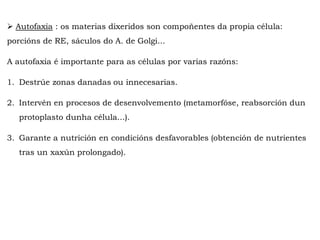  Autofaxia : os materias dixeridos son compoñentes da propia célula:
porcións de RE, sáculos do A. de Golgi...
A autofaxia é importante para as células por varias razóns:
1. Destrúe zonas danadas ou innecesarias.
2. Intervén en procesos de desenvolvemento (metamorfóse, reabsorción dun
protoplasto dunha célula...).
3. Garante a nutrición en condicións desfavorables (obtención de nutrientes
tras un xaxún prolongado).
 