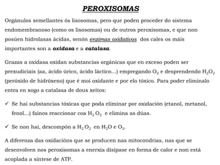 PEROXISOMAS
Orgánulos semellantes ós lisosomas, pero que poden proceder do sistema
endomembranoso (como os lisosomas) ou de outros peroxisomas, e que non
posúen hidrolasas ácidas, senón enzimas oxidativos dos cales os máis
importantes son a oxidasa e a catalasa.
Grazas a oxidasa oxidan substancias orgánicas que en exceso poden ser
prexudiciais (aa, ácido úrico, ácido láctico…) empregando O2 e desprendendo H2O2
(peróxido de hidróxeno) que é moi oxidante e por elo tóxico. Para poder eliminalo
entra en xogo a catalasa de dous xeitos:
 Se hai substancias tóxicas que poda eliminar por oxidación (etanol, metanol,
fenol…) fainos reaccionar coa H2 O2 e elimina as dúas.
 Se non hai, descompón a H2 O2 en H2O e O2.
A diferenza das oxidacións que se producen nas mitocondrias, nas que se
desenvolven nos peroxisomas a enerxía disípase en forma de calor e non está
acoplada a síntese de ATP.
 