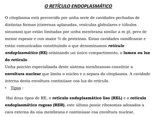 O RETÍCULO ENDOPLASMÁTICO
O citoplasma está percorrido por unha serie de cavidades pechadas de
distintas formas (cisternas aplanadas, vesículas globulares e túbulos
sinuosos) que están limitadas por unha membrana similar a m pl, pero de
menor espesor e con maior % de proteínas. Estas cavidades ramifícanse e
están comunicadas constituíndo o que denominamos retículo
endoplasmático (RE) orixinando un único compartimento, o lumen ou luz
do retículo.
Unha porción especializada deste sistema membranoso constitúe a
envoltura nuclear que limita o núcleo e o separa do citoplasma. A cavidade
interna desta envoltura continúase coa luz do retículo.
• Tipos :
Hai dous tipos de RE, o retículo endoplasmático liso (REL) e o retículo
endoplasmático rugoso (RER), este último posúe ribosomas adosados a
cara externa da súa membrana e continúase coa envoltura nuclear.
 
