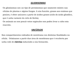 Os glioxisomas son un tipo de peroxisomas que soamente existen nas
células de plantas e algúns fungos. A súa función, grazas aos enzimas que
posúen, é obter azúcares a partir de ácidos graxos (ciclo do ácido glioxílico,
que é unha variante do ciclo de Krebs).
Os animais ao non posuír estos orgánulos non poden levar a cabo esta
reacción.
GLIOXISOMAS
VACÚOLOS
Son compartimentos rodeados de membrana con distintas finalidades na
célula. Orixínanse a partir dun área de membrana que é recuberta por
unha rede de clatrina inducindo a súa formación.
 