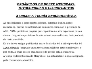 ORGÁNULOS DE DOBRE MEMBRANA:
MITOCONDRIAS E CLOROPLASTOS
A ORIXE: A TEORÍA ENDOSIMBIÓTICA
As mitocondrias e cloroplastos posúen, ademais dunha dobre
membrana, outras características comunes; como son a presenza de
ADN, ARN e proteínas propias que capacitan a estes orgánulos para a
síntese dalgunhas proteínas da súa estrutura e a división independente
do resto da célula.
En distintos artigos publicados entre finais dos 60 e principios dos 80
Lynn Margulis propuxo unha teoría para explicar estas similitudes, e
por ende, a orixe destes orgánulos e da propia célula eucariota.
A teoría endosimbiótica de Margulis é, na actualidade, a máis aceptada
pola comunidade científica.
 