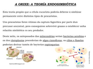 A ORIXE: A TEORÍA ENDOSIMBIÓTICA
Esta teoría propón que a célula eucariota podería deberse á simbiose
permanente entre distintos tipos de procariotas.
Uns procariotas foron vitimas da captura fagocítica por parte dun
precusor ancestral, pero conseguiron sobrevivir grazas a establecer unha
relación simbiótica co seu predador.
Deste xeito, os antepasados das mitocondrias serían bacterias aerobias e
os dos cloroplastos procederían de algas cianofíceas, os cilios e flaxelos
poderían derivar tamén de bacterias espiroquetas.
©jvilchez2009.blogspot.com
©payala.mayo.uson.mx
 