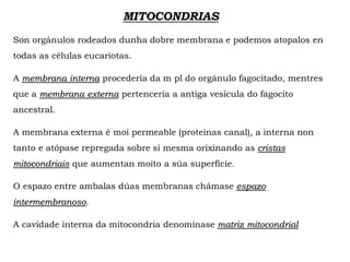 MITOCONDRIAS
Son orgánulos rodeados dunha dobre membrana e podemos atopalos en
todas as células eucariotas.
A membrana interna procedería da m pl do orgánulo fagocitado, mentres
que a membrana externa pertencería a antiga vesícula do fagocito
ancestral.
A membrana externa é moi permeable (proteínas canal), a interna non
tanto e atópase repregada sobre si mesma orixinando as cristas
mitocondriais que aumentan moito a súa superficie.
O espazo entre ambalas dúas membranas chámase espazo
intermembranoso.
A cavidade interna da mitocondria denomínase matriz mitocondrial
 
