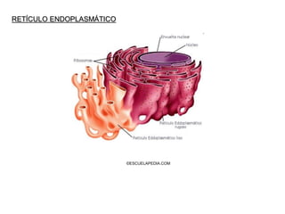 ©ESCUELAPEDIA.COM
RETÍCULO ENDOPLASMÁTICO
 