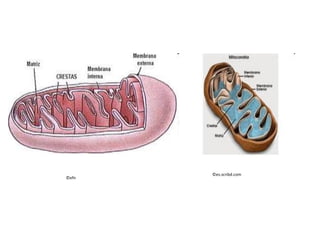 ©efn
©es.scribd.com
 