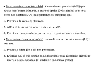  Membrana interna mitocondrial : é máis rica en proteínas (80%) que
outras membranas celulares, e entre os lípidos (20%) non hai colesterol
(como nas bacterias). Os seus compoñentes principais son:
1. Proteínas da cadea de electróns.
2. ATP-sintetasas que catalizan a síntese de ATP.
3. Proteínas transportadoras que permiten o paso de ións e moléculas.
 Membrana externa mitocondrial : aseméllase a outras membranas (RE) e
nela hai:
1. Proteínas canal que a fan moi permeable.
2. Enzimas p.e. os que activan os ácidos grasos para que poidan entran na
matriz e sexan oxidados. (β- oxidación dos ácidos graxos)
 