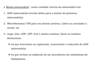  Matriz mitocondrial : nesta cavidade interna da mitocondria hai:
1. ADN mitocondrial circular dobre para a síntese de proteínas
mitocondriais.
2. Mitorribosomas 70S para esa síntese proteica. Libres ou asociados á
memb. int.
3. Auga, ións, ADP, ATP, CoA e moitas enzimas. Entre as enzimas
destacamos:
 As que interveñen na replicación, transcrición e tradución do ADN
mitocondrial.
 As que actúan na oxidación de mc procedentes do catabolismo do
hialoplasma.
 