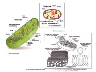 ©profesorenlinea
©juntadeandalucia.es
©Tertuliadeamigos.webvecindario
 