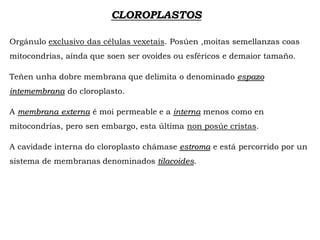 CLOROPLASTOS
Orgánulo exclusivo das células vexetais. Posúen ,moitas semellanzas coas
mitocondrias, aínda que soen ser ovoides ou esféricos e demaior tamaño.
Teñen unha dobre membrana que delimita o denominado espazo
intemembrana do cloroplasto.
A membrana externa é moi permeable e a interna menos como en
mitocondrias, pero sen embargo, esta última non posúe cristas.
A cavidade interna do cloroplasto chámase estroma e está percorrido por un
sistema de membranas denominados tilacoides.
 
