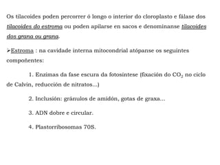Os tilacoides poden percorrer ó longo o interior do cloroplasto e fálase dos
tilacoides do estroma ou poden apilarse en sacos e denomínanse tilacoides
dos grana ou grana.
Estroma : na cavidade interna mitocondrial atópanse os seguintes
compoñentes:
1. Enzimas da fase escura da fotosíntese (fixación do CO2 no ciclo
de Calvin, reducción de nitratos...)
2. Inclusión: gránulos de amidón, gotas de graxa...
3. ADN dobre e circular.
4. Plastorribosomas 70S.
 