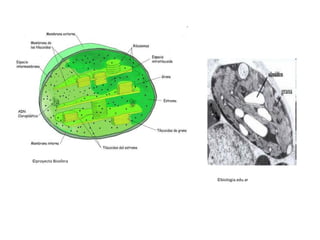 ©proyecto Biosfera
©biologia.edu.ar
 