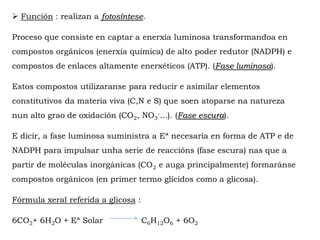  Función : realizan a fotosíntese.
Proceso que consiste en captar a enerxía luminosa transformandoa en
compostos orgánicos (enerxía química) de alto poder redutor (NADPH) e
compostos de enlaces altamente enerxéticos (ATP). (Fase luminosa).
Estos compostos utilizaranse para reducir e asimilar elementos
constitutivos da materia viva (C,N e S) que soen atoparse na natureza
nun alto grao de oxidación (CO2, NO3
-...). (Fase escura).
E dicir, a fase luminosa suministra a Eª necesaria en forma de ATP e de
NADPH para impulsar unha serie de reaccións (fase escura) nas que a
partir de moléculas inorgánicas (CO2 e auga principalmente) formaránse
compostos orgánicos (en primer termo glícidos como a glicosa).
Fórmula xeral referida a glicosa :
6CO2+ 6H2O + Eª Solar C6H12O6 + 6O2
 