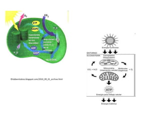 ©tsbbenitobios.blogspot.com/2010_09_01_archive.html
 
