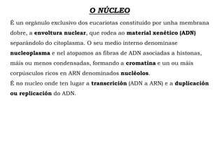 O NÚCLEO
É un orgánulo exclusivo dos eucariotas constituído por unha membrana
dobre, a envoltura nuclear, que rodea ao material xenético (ADN)
separándolo do citoplasma. O seu medio interno denomínase
nucleoplasma e nel atopamos as fibras de ADN asociadas a histonas,
máis ou menos condensadas, formando a cromatina e un ou máis
corpúsculos ricos en ARN denominados nucléolos.
É no nucleo onde ten lugar a transcrición (ADN a ARN) e a duplicación
ou replicación do ADN.
 