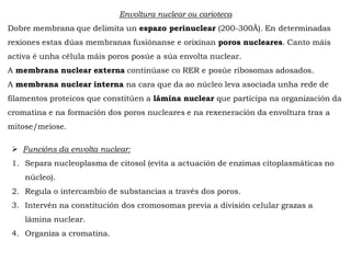 Envoltura nuclear ou carioteca
Dobre membrana que delimita un espazo perinuclear (200-300Å). En determinadas
rexiones estas dúas membranas fusiónanse e orixinan poros nucleares. Canto máis
activa é unha célula máis poros posúe a súa envolta nuclear.
A membrana nuclear externa continúase co RER e posúe ribosomas adosados.
A membrana nuclear interna na cara que da ao núcleo leva asociada unha rede de
filamentos proteicos que constitúen a lámina nuclear que participa na organización da
cromatina e na formación dos poros nucleares e na rexeneración da envoltura tras a
mitose/meiose.
 Funcións da envolta nuclear:
1. Separa nucleoplasma de citosol (evita a actuación de enzimas citoplasmáticas no
núcleo).
2. Regula o intercambio de substancias a través dos poros.
3. Intervén na constitución dos cromosomas previa a división celular grazas a
lámina nuclear.
4. Organiza a cromatina.
 