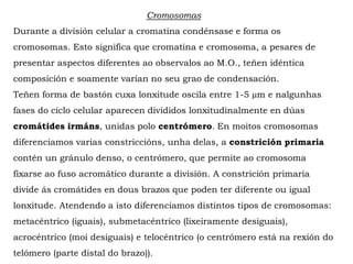 Cromosomas
Durante a división celular a cromatina condénsase e forma os
cromosomas. Esto significa que cromatina e cromosoma, a pesares de
presentar aspectos diferentes ao observalos ao M.O., teñen idéntica
composición e soamente varían no seu grao de condensación.
Teñen forma de bastón cuxa lonxitude oscila entre 1-5 µm e nalgunhas
fases do ciclo celular aparecen divididos lonxitudinalmente en dúas
cromátides irmáns, unidas polo centrómero. En moitos cromosomas
diferenciamos varias constriccións, unha delas, a constrición primaria
contén un gránulo denso, o centrómero, que permite ao cromosoma
fixarse ao fuso acromático durante a división. A constrición primaria
divide ás cromátides en dous brazos que poden ter diferente ou igual
lonxitude. Atendendo a isto diferenciamos distintos tipos de cromosomas:
metacéntrico (iguais), submetacéntrico (lixeiramente desiguais),
acrocéntrico (moi desiguais) e telocéntrico (o centrómero está na rexión do
telómero (parte distal do brazo)).
 