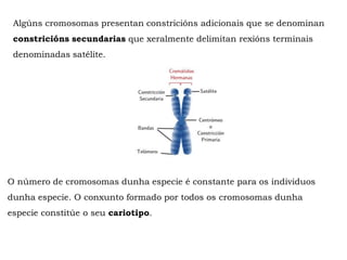 Algúns cromosomas presentan constricións adicionais que se denominan
constricións secundarias que xeralmente delimitan rexións terminais
denominadas satélite.
O número de cromosomas dunha especie é constante para os individuos
dunha especie. O conxunto formado por todos os cromosomas dunha
especie constitúe o seu cariotipo.
 