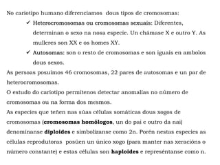 No cariotipo humano diferenciamos dous tipos de cromosomas:
 Heterocromosomas ou cromosomas sexuais: Diferentes,
determinan o sexo na nosa especie. Un chámase X e outro Y. As
mulleres son XX e os homes XY.
 Autosomas: son o resto de cromosomas e son iguais en ambolos
dous sexos.
As persoas posuímos 46 cromosomas, 22 pares de autosomas e un par de
heterocromosomas.
O estudo do cariotipo permítenos detectar anomalías no número de
cromosomas ou na forma dos mesmos.
As especies que teñen nas súas células somáticas dous xogos de
cromosomas (cromosomas homólogos, un do pai e outro da nai)
denomínanse diploides e simbolízanse como 2n. Porén nestas especies as
células reprodutoras posúen un único xogo (para manter nas xeracións o
número constante) e estas células son haploides e represéntanse como n.
 
