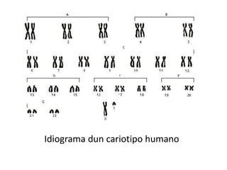 Idiograma dun cariotipo humano
 