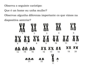 Observa o seguinte cariotipo:
Que é un home ou unha muller?
Observas algunha diferenza importante co que vimos na
diapositiva anterior?
 