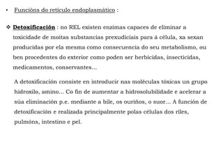  Detoxificación : no REL existen enzimas capaces de eliminar a
toxicidade de moitas substancias prexudiciais para á célula, xa sexan
producidas por ela mesma como consecuencia do seu metabolismo, ou
ben procedentes do exterior como poden ser herbicidas, insecticidas,
medicamentos, conservantes...
A detoxificación consiste en introducir nas moléculas tóxicas un grupo
hidroxilo, amino... Co fin de aumentar a hidrosolubilidade e acelerar a
súa eliminación p.e. mediante a bile, os ouriños, o suor... A función de
detoxificación e realizada principalmente polas células dos riles,
pulmóns, intestino e pel.
• Funcións do retículo endoplasmático :
 