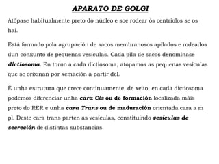 APARATO DE GOLGI
Atópase habitualmente preto do núcleo e soe rodear ós centriolos se os
hai.
Está formado pola agrupación de sacos membranosos apilados e rodeados
dun conxunto de pequenas vesículas. Cada pila de sacos denomínase
dictiosoma. En torno a cada dictiosoma, atopamos as pequenas vesículas
que se orixinan por xemación a partir del.
É unha estrutura que crece continuamente, de xeito, en cada dictiosoma
podemos diferenciar unha cara Cis ou de formación localizada máis
preto do RER e unha cara Trans ou de maduración orientada cara a m
pl. Deste cara trans parten as vesículas, constituíndo vesículas de
secreción de distintas substancias.
 