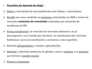 • Funcións do Aparato de Golgi :
 Dirixe a circulación de macromoléculas nas células e selecciónaas.
 Recolle nas súas cavidades as proteínas sintetizadas no RER a través de
vesículas (vesículas de transición) orixinadas por xemación da
membrana do RE.
 Forma membranas: as vesículas de secreción adósanse a m pl
descargando o seu contido por exocitose. As membranas das vesículas
fusiónanse coa m pl contribuíndo a aumentar a súa superficie.
 Sintetiza glicoproteínas e remata a glicosilación.
 Sintetiza e distribúe polímeros de glícidos, como a celulosa e as pectinas
que forman a parede vexetal.
 Forma os lisosomas.
 
