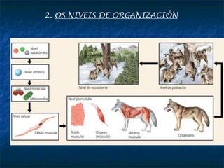2. OS NIVEIS DE ORGANIZACIÓN
 