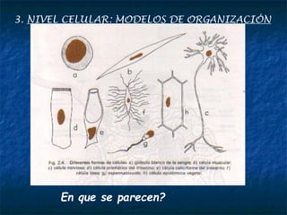 3. NIVEL CELULAR: MODELOS DE ORGANIZACIÓN
En que se parecen?
 