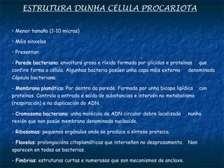 ESTRUTURA DUNHA CÉLULA PROCARIOTA
• Menor tamaño (1-10 micras)
• Máis sinxelas
• Presentan:
- Parede bacteriana: envoltura grosa e ríxida formada por glícidos e proteínas que
confire forma a célula. Algunhas bacteria posúen unha capa máis externa denominada
Cápsula bacteriana.
- Membrana plamática: Por dentro da parede. Formada por unha bicapa lipídica con
proteínas. Controla a entrada e saída de substancias e intervén no metabolismo
(respiración) e na duplicación do ADN.
- Cromosoma bacteriano: unha molécula de ADN circular dobre localizada nunha
rexión que non posúe membrana denominada nucleoide.
- Ribosomas: pequenos orgánulos onde se produce a síntese proteica.
- Flaxelos: prolongacións citoplamáticas que interveñen no desprazamento. Non
aparecen en todas as bacterias.
- Fimbrias: estruturas curtas e numerosas que son mecanismos de anclaxe.
 