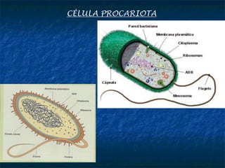 CÉLULA PROCARIOTA
 