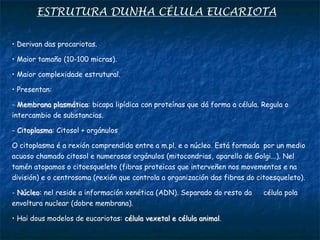 ESTRUTURA DUNHA CÉLULA EUCARIOTA
• Derivan das procariotas.
• Maior tamaño (10-100 micras).
• Maior complexidade estrutural.
• Presentan:
- Membrana plasmática: bicapa lipídica con proteínas que dá forma a célula. Regula o
intercambio de substancias.
- Citoplasma: Citosol + orgánulos
O citoplasma é a rexión comprendida entre a m.pl. e o núcleo. Está formada por un medio
acuoso chamado citosol e numerosos orgánulos (mitocondrias, aparello de Golgi...). Nel
tamén atopamos o citoesqueleto (fibras proteicas que interveñen nos movementos e na
división) e o centrosoma (rexión que controla a organización das fibras do citoesqueleto).
- Núcleo: nel reside a información xenética (ADN). Separado do resto da célula pola
envoltura nuclear (dobre membrana).
• Hai dous modelos de eucariotas: célula vexetal e célula animal.
 