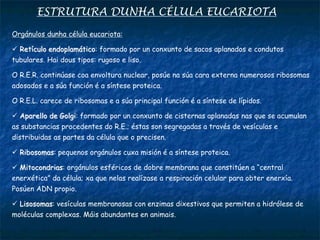 ESTRUTURA DUNHA CÉLULA EUCARIOTA
Orgánulos dunha célula eucariota:
 Retículo endoplamático: formado por un conxunto de sacos aplanados e condutos
tubulares. Hai dous tipos: rugoso e liso.
O R.E.R. continúase coa envoltura nuclear, posúe na súa cara externa numerosos ribosomas
adosados e a súa función é a síntese proteica.
O R.E.L. carece de ribosomas e a súa principal función é a síntese de lípidos.
 Aparello de Golgi: formado por un conxunto de cisternas aplanadas nas que se acumulan
as substancias procedentes do R.E.; éstas son segregadas a través de vesículas e
distribuidas as partes da célula que o precisen.
 Ribosomas: pequenos orgánulos cuxa misión é a síntese proteica.
 Mitocondrias: orgánulos esféricos de dobre membrana que constitúen a “central
enerxética” da célula; xa que nelas realízase a respiración celular para obter enerxía.
Posúen ADN propio.
 Lisosomas: vesículas membranosas con enzimas dixestivos que permiten a hidrólese de
moléculas complexas. Máis abundantes en animais.
 