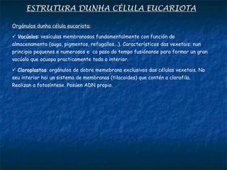ESTRUTURA DUNHA CÉLULA EUCARIOTA
Orgánulos dunha célula eucariota:
 Vacúolos: vesículas membranosas fundamentalmente con función de
almacenamento (auga, pigmentos, refugallos...). Característicos das vexetais: nun
principio pequenos e numerosos e co paso do tempo fusiónanse para formar un gran
vacúolo que ocuopa practicamente todo o interior.
 Cloroplastos: orgánulos de dobre memebrana exclusivos das células vexetais. No
seu interior hai un sistema de membranas (tilacoides) que contén a clorofila.
Realizan a fotosíntese. Posúen ADN propio.
 