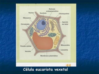 Célula eucariota vexetal
 