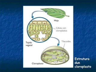 Estrutura
dun
cloroplasto
 