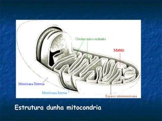 Estrutura dunha mitocondria
 