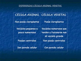 DIFERENZAS CÉLULA ANIMAL-VEXETAL
CÉLULA ANIMAL CÉLULA VEXETAL
Non posúe cloroplastos Posúe cloroplastos
Vacúolos pequenos e
pouco numerosos
Vacúolos numerosos que
tenden a fusionarse nun
só vacúolo grande
Posúen centriolos Non posúe centriolos
Sen parede celular Con parede celular
 