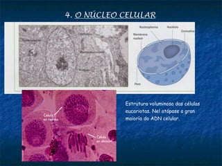 4. O NÚCLEO CELULAR
Estrutura voluminosa das células
eucariotas. Nel atópase a gran
maioría do ADN celular.
 