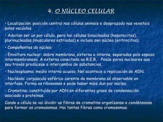 4. O NÚCLEO CELULAR
• Localización: posición central nas células animais e desprazado nas vexetais
polos vacúolos.
• Adoitan ser un por célula, pero hai células binucleadas (hepatocitos),
plurinucleadas (musculares estriadas) e incluso sen núcleo (eritrocitos).
• Compoñentes do núcleo:
- Envoltura nuclear: dobre membrana, externa e interna, separadas polo espazo
intermembranoso. A externa conectada ao R.E.R. Posúe poros nucleares aao
seu través prodúcese o intercambio de substancias.
- Nucleoplasma: medio interno acuoso. Nel acontece a replicación do ADN.
- Nucléolo: corpúsculo esférico carente de membrana só observable en
interfase. Forma os ribosomas e pode haber máis dun por núcleo.
- Cromatina: constituída por ADN en diferentes graos de condensación
asociado a proteínas.
Cando a célula se vai dividir as fibras de cromatina organízanse e condénsanse
para formar os cromosomas. Hai tantas fibras como cromosomas.
 