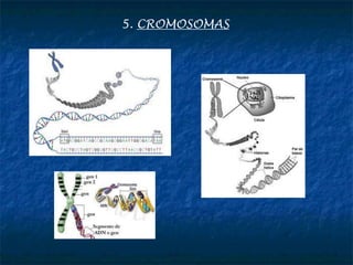 5. CROMOSOMAS
 