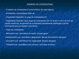 NÚMERO DE CROMOSOMAS
• O número de cromosomas é característico de cada especie.
• Atendendo a isto podemos falar de:
- Organismos haploides: un xogo de cromosomas (n).
- Organismos diploides: dous xogos de cromosomas (2n; un do pai e outro da nai) nas
células somáticas. As parellas de cromosomas denomínanse homólogos e portan
información para os mesmos caracteres.
• Tipos de cromosomas:
- Metacéntricos: centrómero no medio; brazos iguais.
-Submetacéntricos: centrómero desprazado. Barzos lixeiramente desiguais.
- Acrocéntricos: centrómero moi desprazado. Brazos desiguais.
- Telocéntricos: centrómero nun extremo. Só visible un brazo.
 