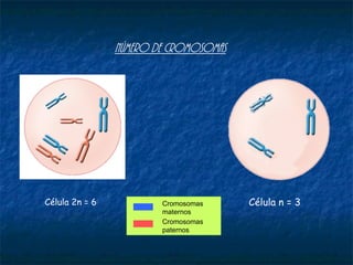 Número de cromosomas
Célula 2n = 6 Célula n = 3Cromosomas
maternos
Cromosomas
paternos
 